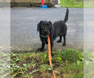 Chiweenie Dogs for adoption in Woodbridge , NJ, USA