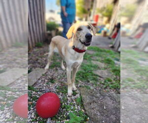 Golden Shepherd Dogs for adoption in New London, WI, USA