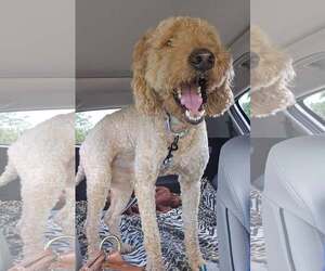 Goldendoodle (Miniature) Dogs for adoption in Bonita Springs, FL, USA