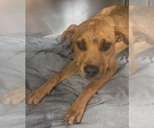 American Pit Bull Terrier-Unknown Mix Dogs for adoption in Riverside, CA, USA