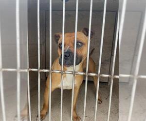 Boxer-Unknown Mix Dogs for adoption in Oklahoma City, OK, USA