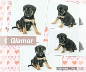 Black and Tan Coonhound Dogs for adoption in Opelika, AL, USA
