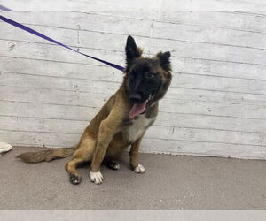 Mutt Dogs for adoption in San Bernardino, CA, USA