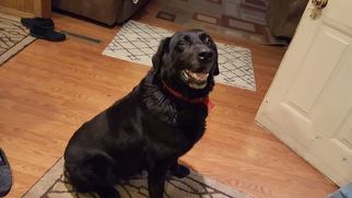 Labrador Retriever-Unknown Mix Dogs for adoption in Waseca, MN, USA