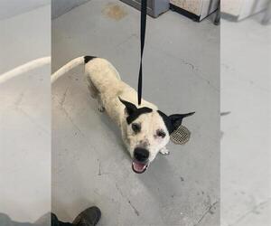 Mutt Dogs for adoption in Corpus Christi, TX, USA