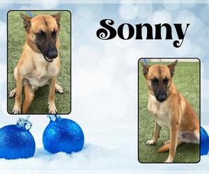 Mutt Dogs for adoption in Pearland, TX, USA