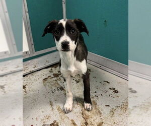 Mutt Dogs for adoption in Oklahoma City, OK, USA