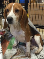 Beagle Dogs for adoption in Glenwood, GA, USA