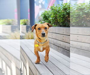 Chiweenie Dogs for adoption in Sandy, UT, USA