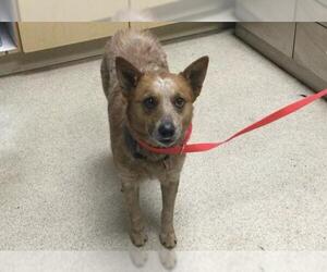 Mutt Dogs for adoption in Riverside, CA, USA