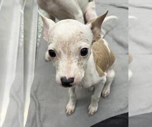 American Pit Bull Terrier-Unknown Mix Dogs for adoption in Salisbury, NC, USA