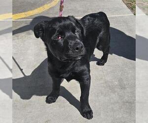 Labrador Retriever-Unknown Mix Dogs for adoption in Camarillo, CA, USA
