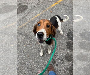 Treeing Walker Coonhound Dogs for adoption in La Porte, IN, USA