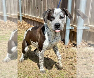 Mutt Dogs for adoption in Great Bend, KS, USA