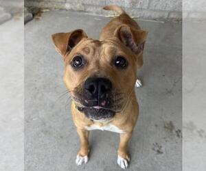 Mutt Dogs for adoption in Santa Maria, CA, USA