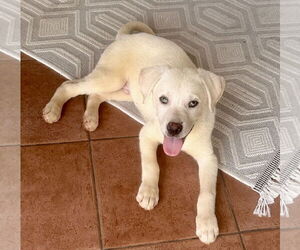 Labrador Retriever-Unknown Mix Dogs for adoption in Royal Palm Beach, FL, USA