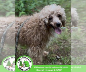 Poodle (Miniature) Dogs for adoption in Stroudsburg, PA, USA