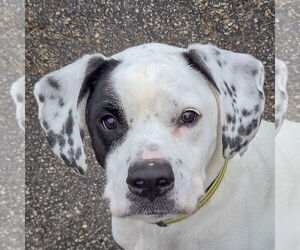 Boxer-Pointer Mix Dogs for adoption in Huntley, IL, USA