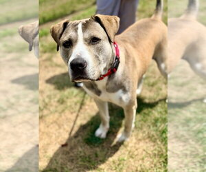 Mutt Dogs for adoption in Manahawkin, NJ, USA