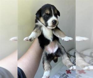 German Shepherd Dog-Unknown Mix Dogs for adoption in Houston, TX, USA