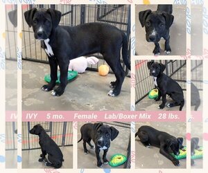 Borador Dogs for adoption in Mesa, AZ, USA