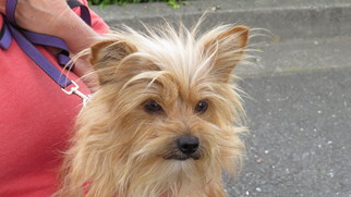 Small Norwich Terrier Mix