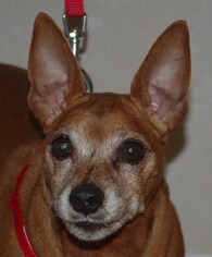 Miniature Pinscher Dogs for adoption in Longview, WA, USA