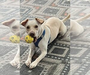Labrador Retriever Dogs for adoption in Oakhurst, NJ, USA