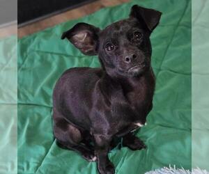 Chihuahua-Unknown Mix Dogs for adoption in Yardley, PA, USA