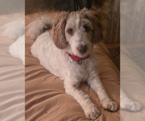 Mutt Dogs for adoption in Brooklyn Center, MN, USA