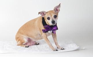 Chihuahua Dogs for adoption in Sacramento, CA, USA