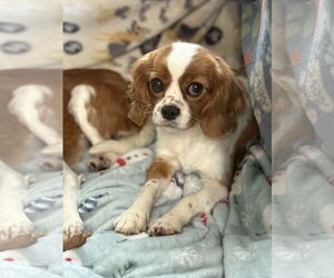 Cavalier King Charles Spaniel Dogs for adoption in Sioux Falls, SD, USA