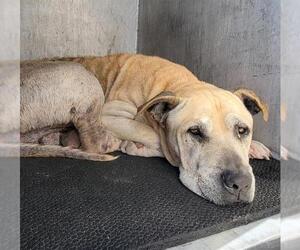 American Staffordshire Terrier-Unknown Mix Dogs for adoption in San Antonio, TX, USA