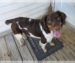 Brittany Dogs for adoption in Curwensville, PA, USA