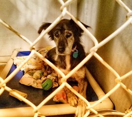 Beagle-Border Collie Mix Dogs for adoption in Eldora, IA, USA