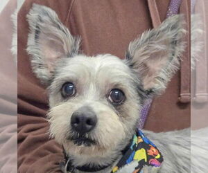 Mutt Dogs for adoption in Huntley, IL, USA