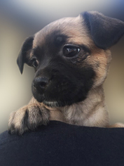 Medium Photo #1 Chug Puppy For Sale in Rancho Santa Margarita, CA, USA