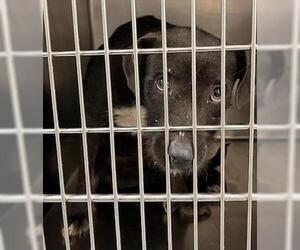 Mutt Dogs for adoption in Oklahoma City, OK, USA