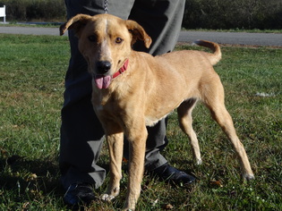 Mutt Dogs for adoption in Dublin, VA, USA