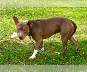 American Pit Bull Terrier-Unknown Mix Dogs for adoption in Frankenmuth, MI, USA