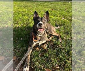 German Shepherd Dog-Unknown Mix Dogs for adoption in Elk Grove, CA, USA