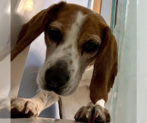 Beagle Dogs for adoption in Alexander, AR, USA