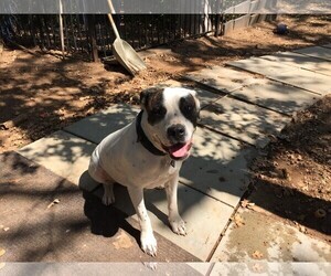 American Bulldog-Unknown Mix Dogs for adoption in Grapevine, TX, USA