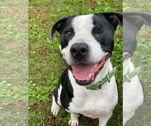 American Pit Bull Terrier Dogs for adoption in Virginia Beach, VA, USA