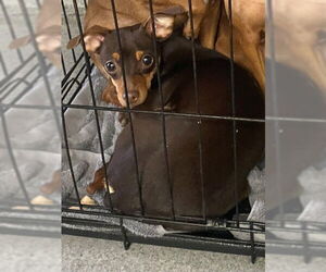 Chihuahua Dogs for adoption in Rancho Cucamonga, CA, USA