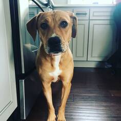 Labrador Retriever-Unknown Mix Dogs for adoption in CHICAGO, IL, USA