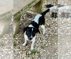 Jack Russell Terrier-Unknown Mix Dogs for adoption in Shreveport, LA, USA