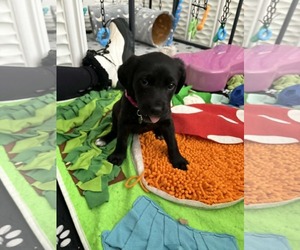 Mutt Dogs for adoption in Holly Springs, NC, USA