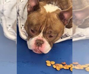 Bulldog-Unknown Mix Dogs for adoption in Lodi, CA, USA