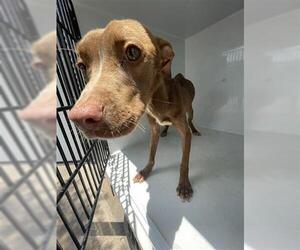 American Pit Bull Terrier-Unknown Mix Dogs for adoption in Houston, TX, USA